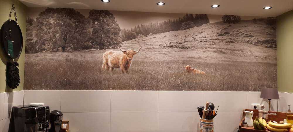 Skotsk highlander med kalv