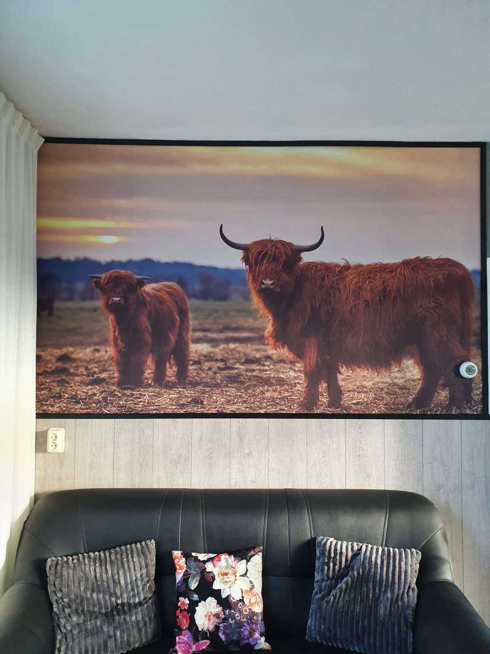 Det skotske høylandet på engen