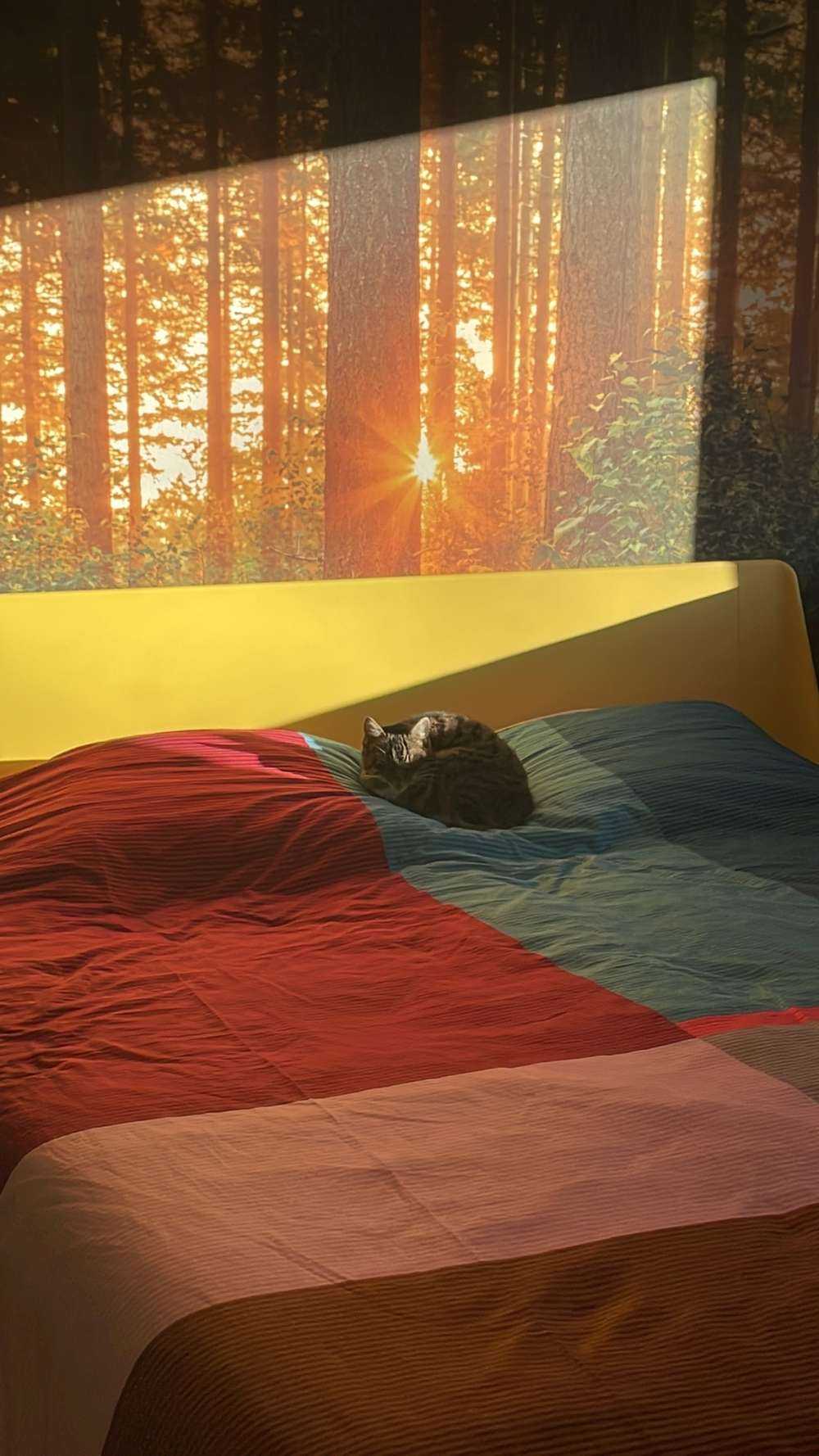 Solstråler i en barskog