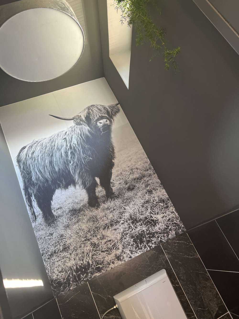 Skotske høyland i gresset