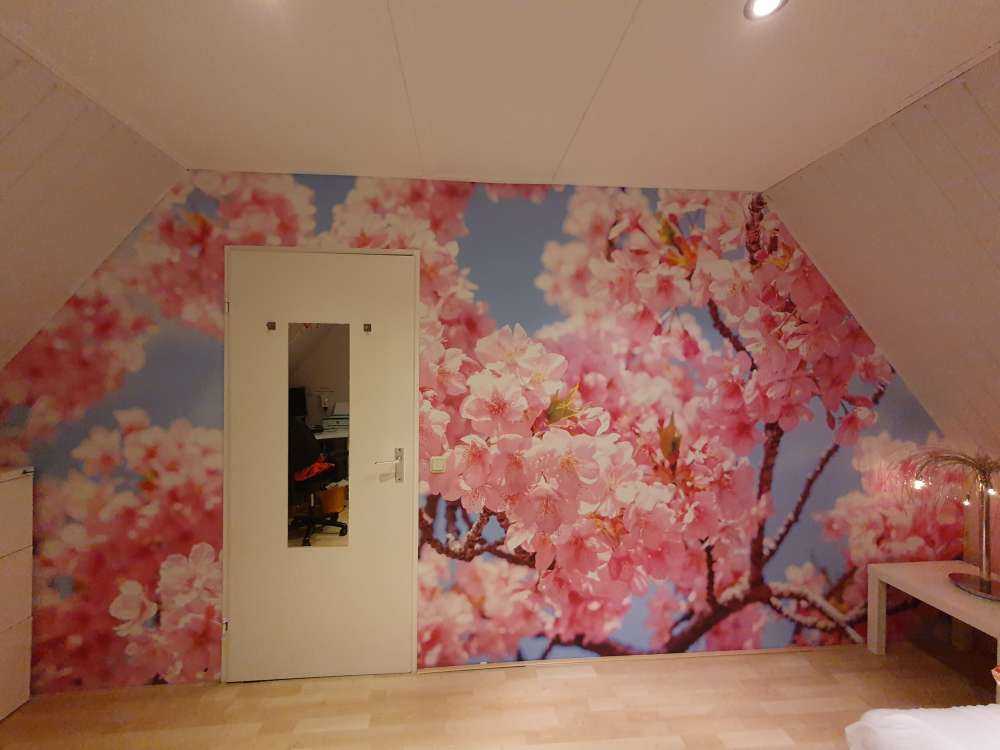 Kirsebærblomst
