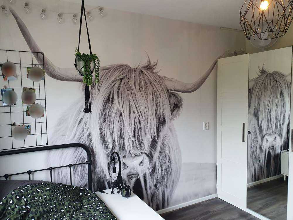 Närbild av en skotsk hoglandare