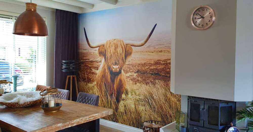 Scottish højlander med siv