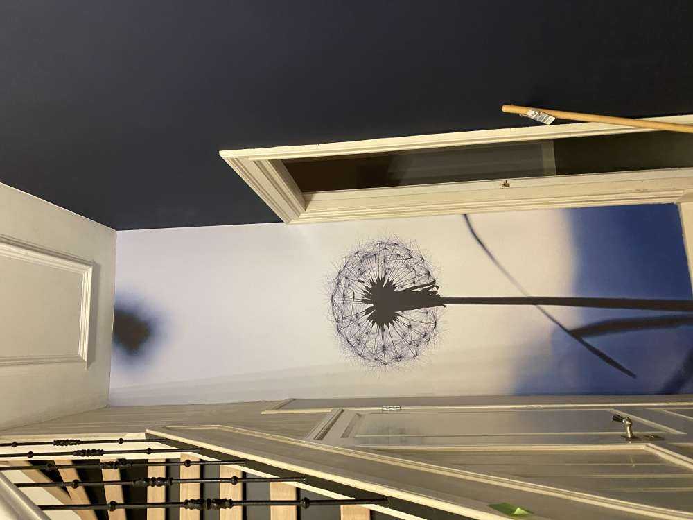 Portræt mælkebøtte