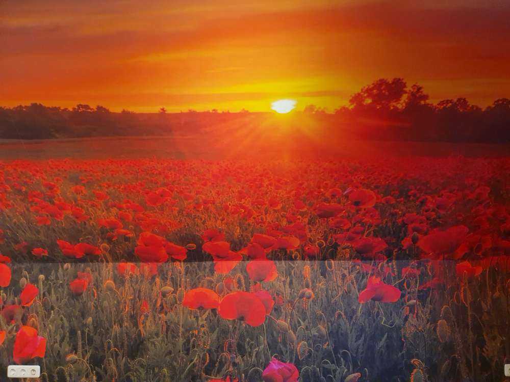 Blomstrende valmuemarked