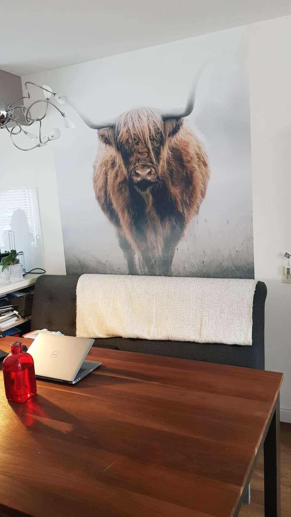 innsjø Skotsk høylander i tett tåke