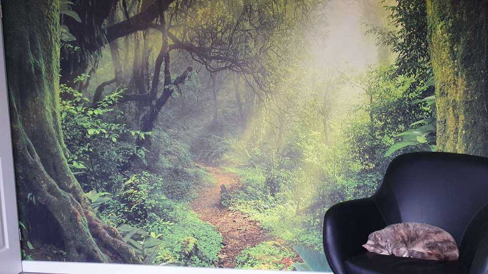 Djungel med solstrålar