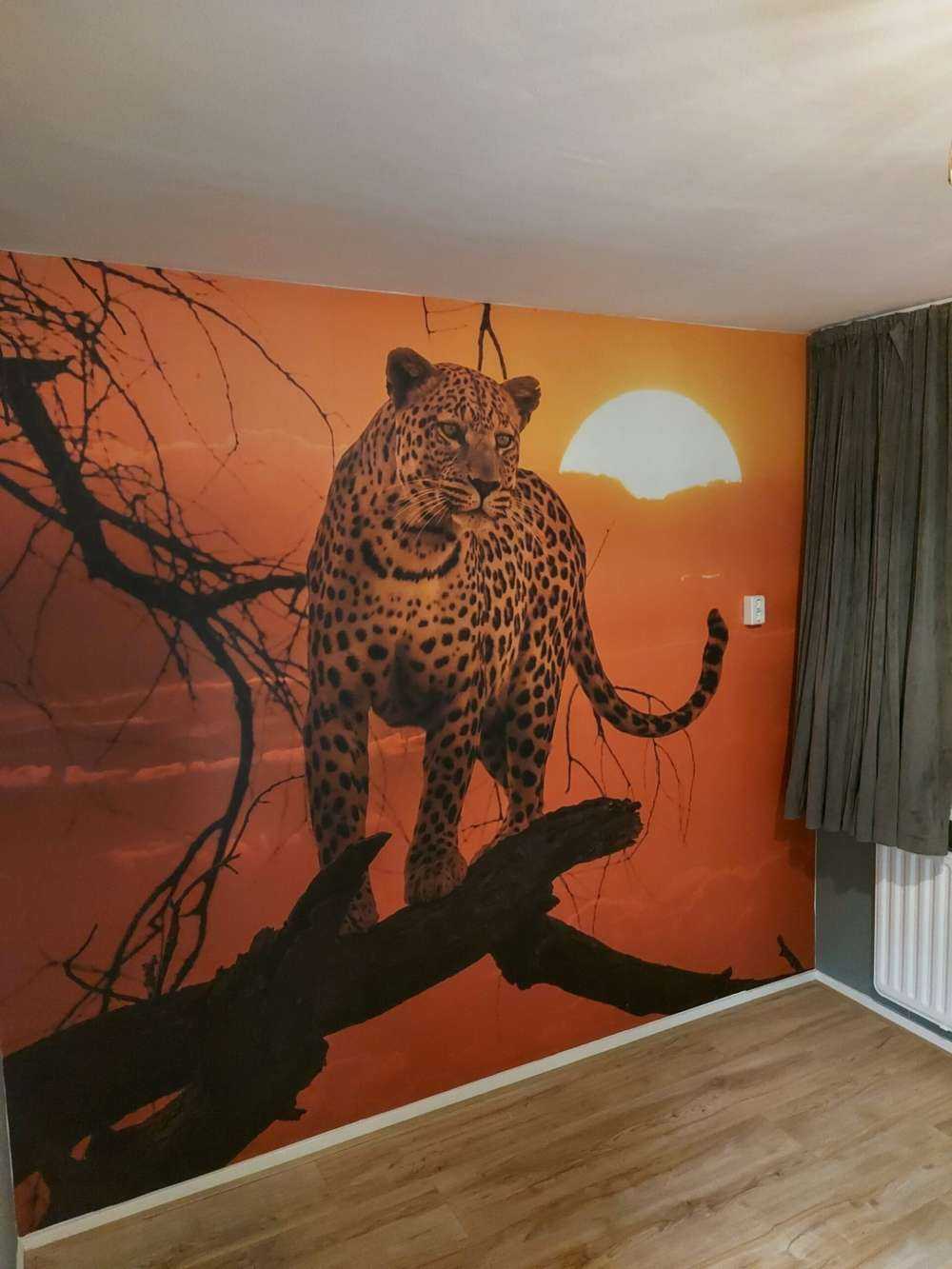 Leopard med solnedgång