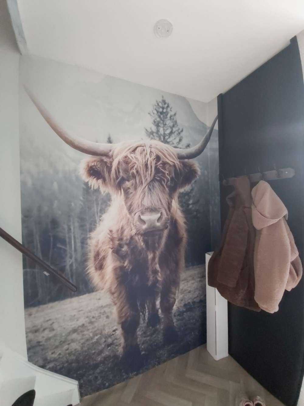 Scottish højlander ved skoven
