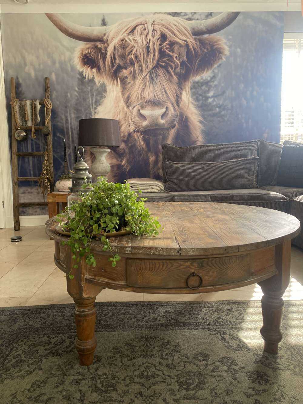 Scottish højlander ved skoven