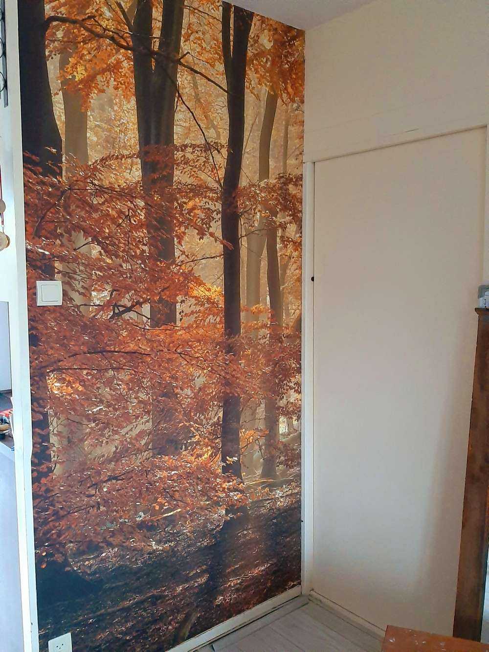Efterårsfarver i skoven