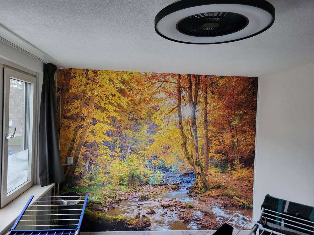 Efterår i en vild skov