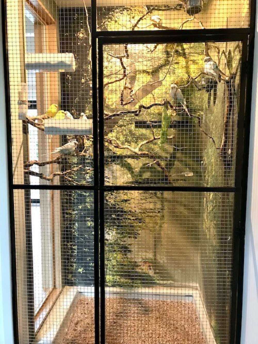 Solstrålar genom träden