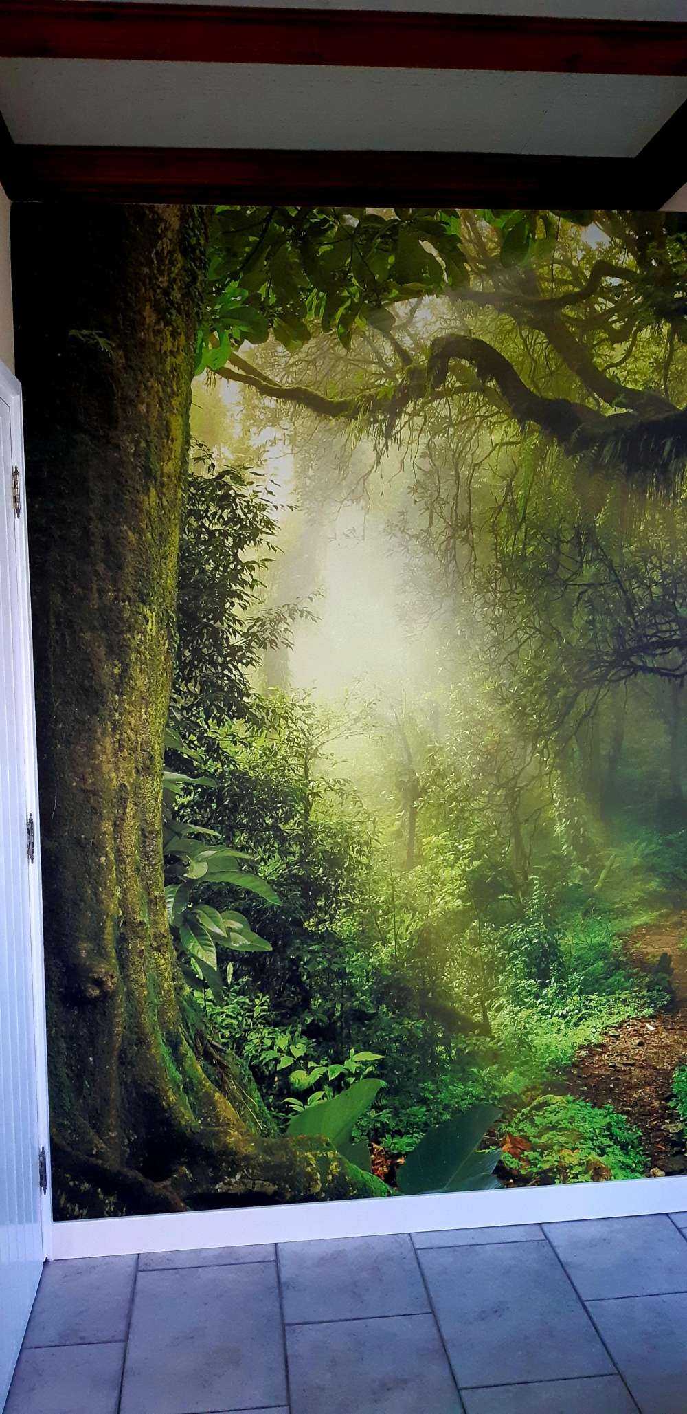 Jungel med solstråler