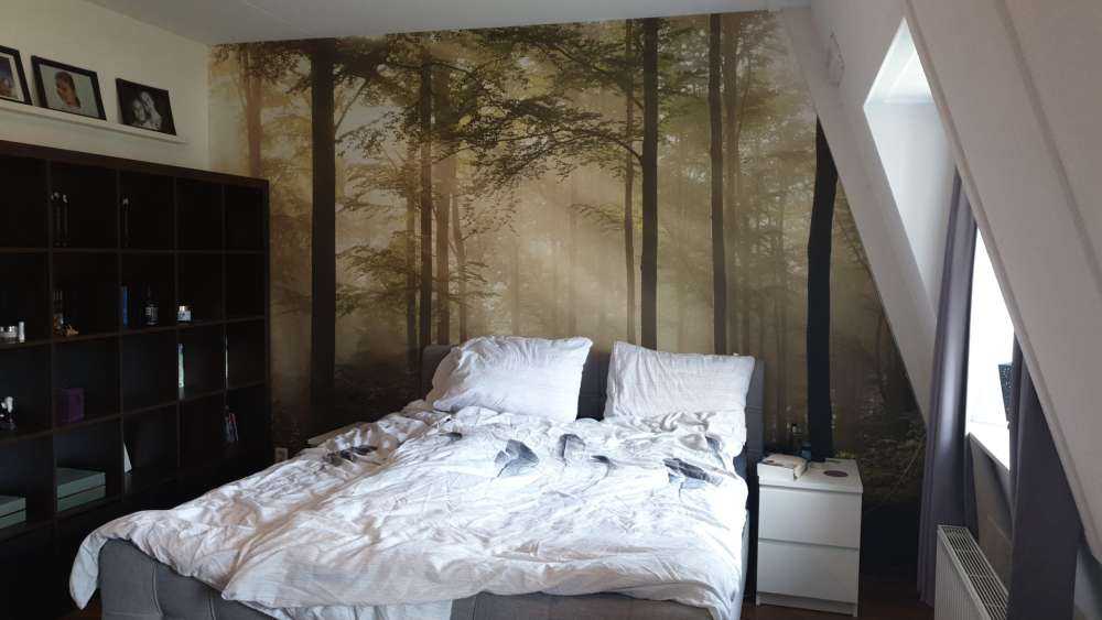 Grønn skog i tåken