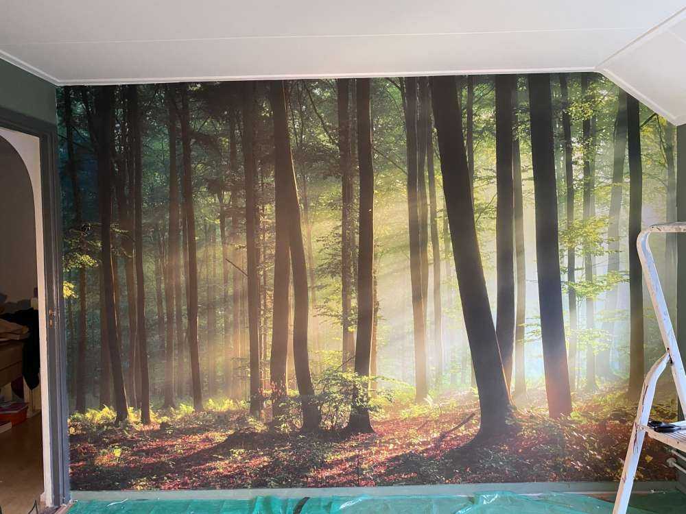 Morgensol blant trærne