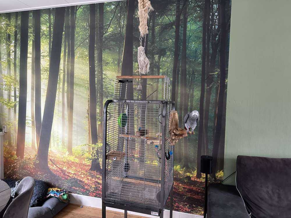 Morgensol blant trærne