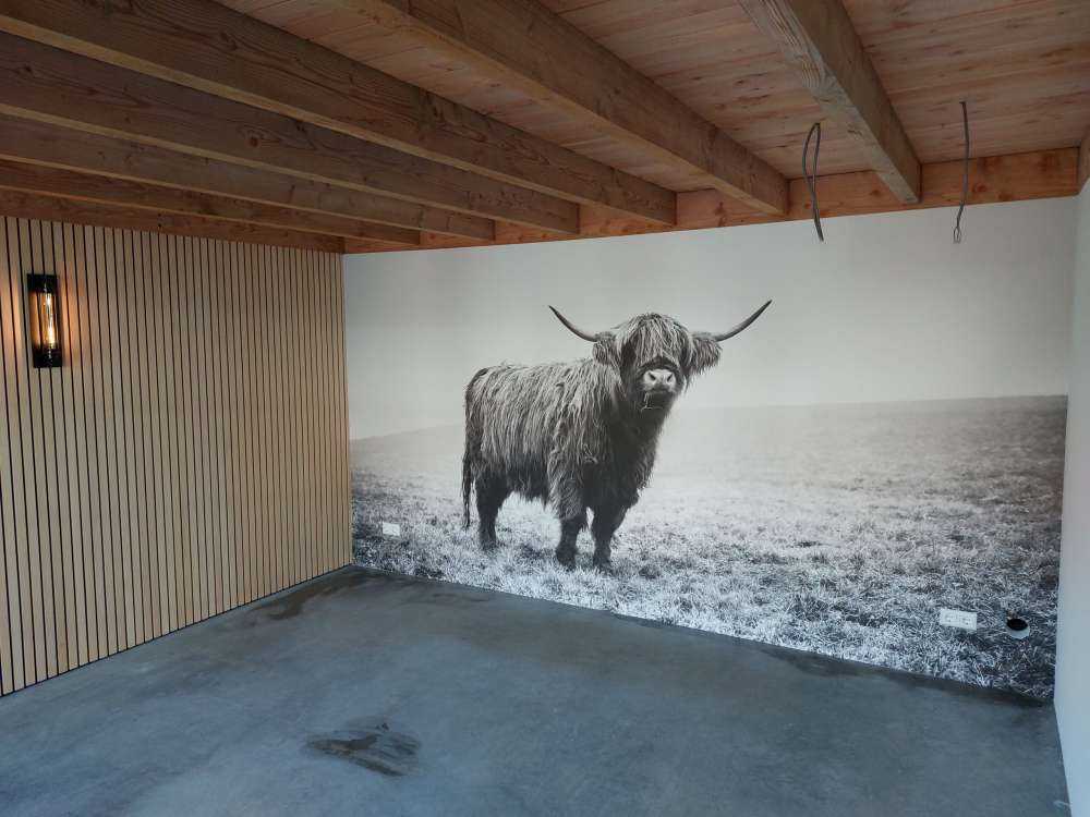 Skotske høyland i gresset