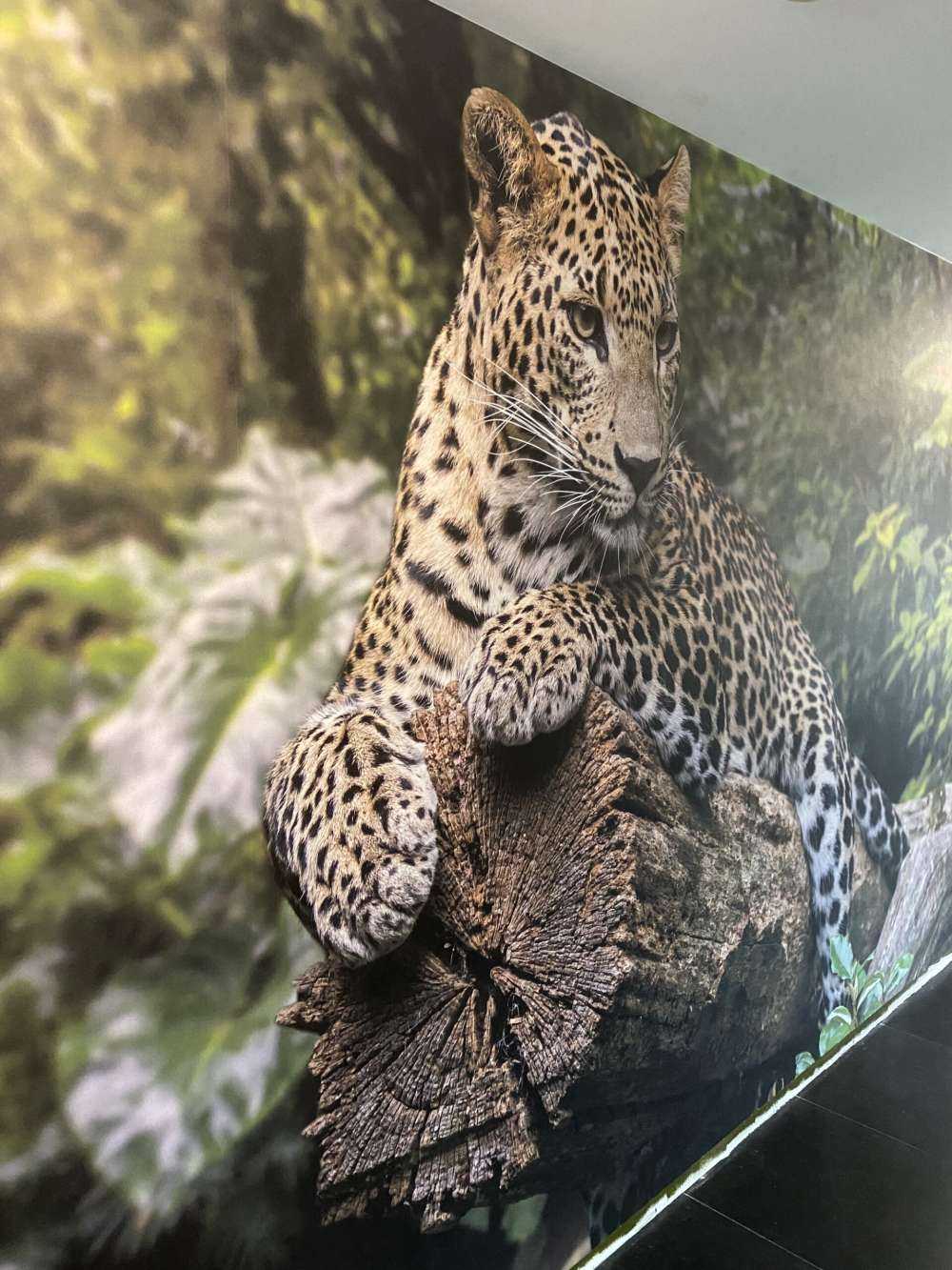 Leopard på träd