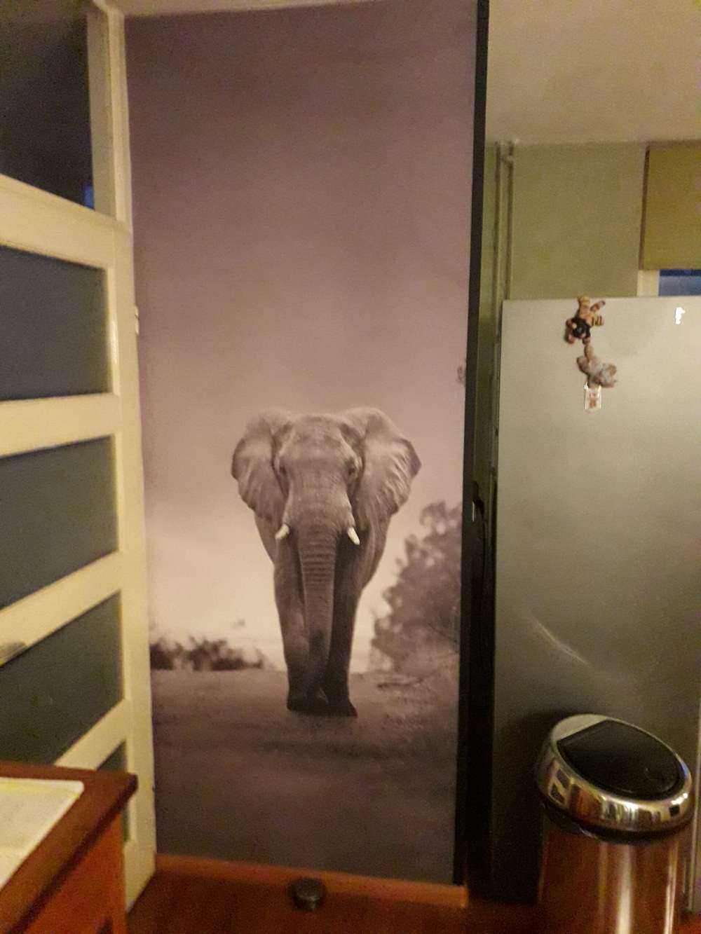 Elefant i solnedgangen