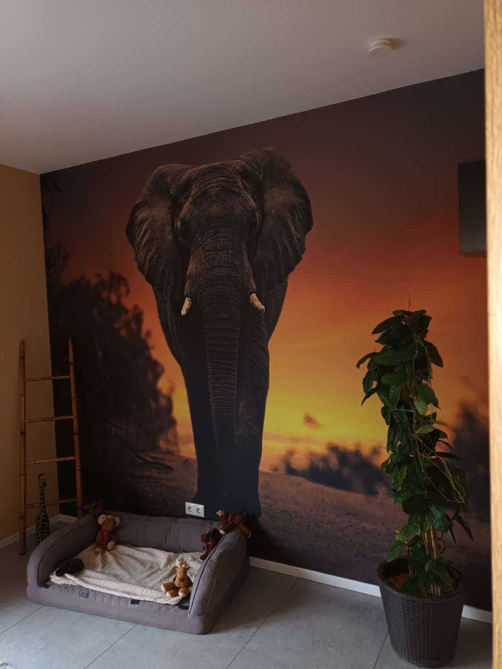 Elefant i solnedgangen