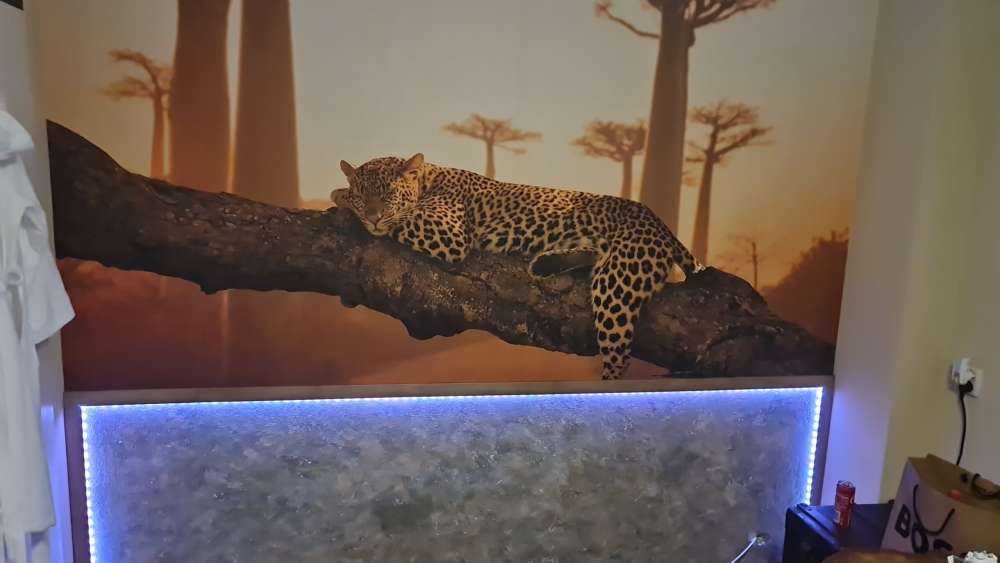 Sovende leopard