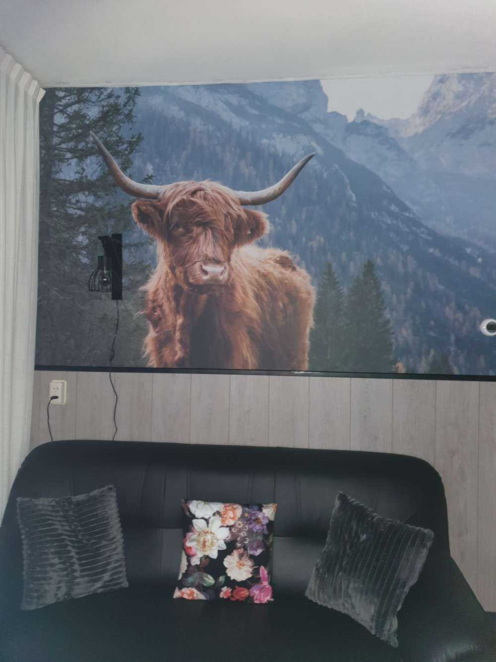 Det skotske høylandet blant trærne