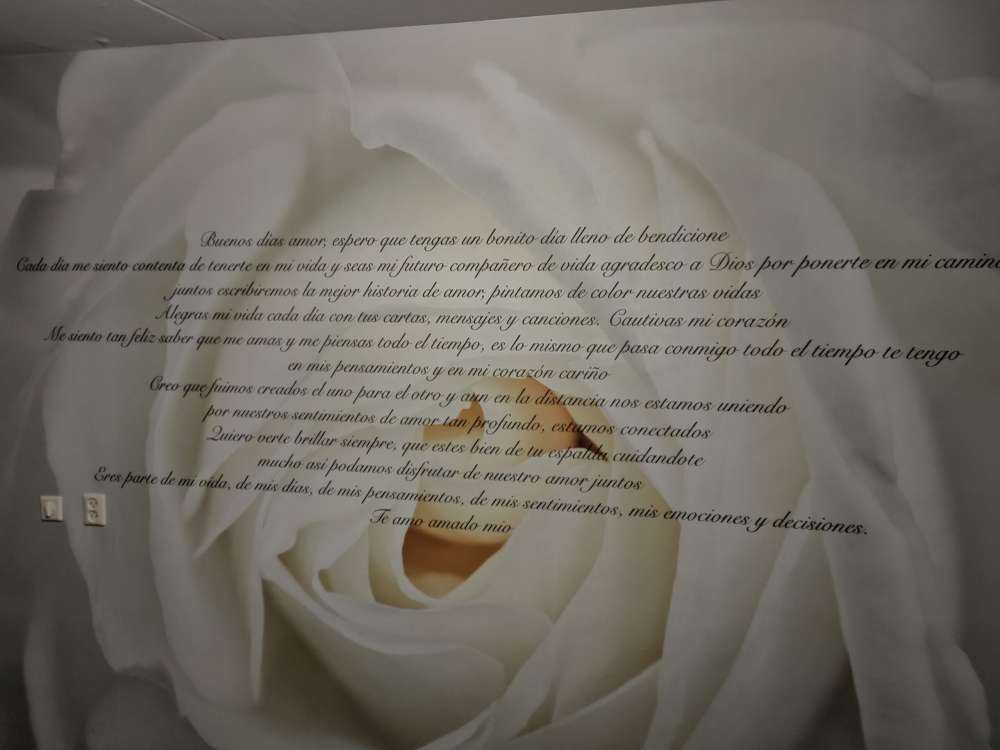 Hvit rose