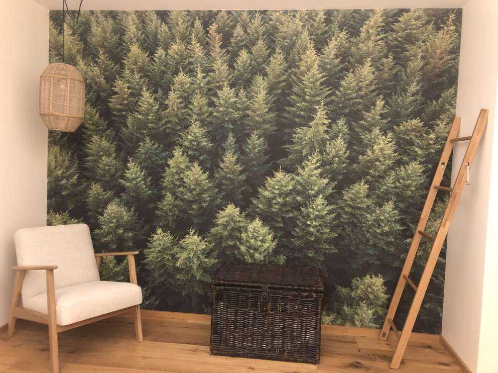 Douglasgran fra oven