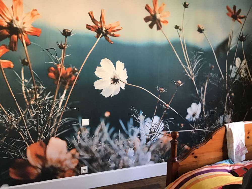 Kosmos blomster i marken