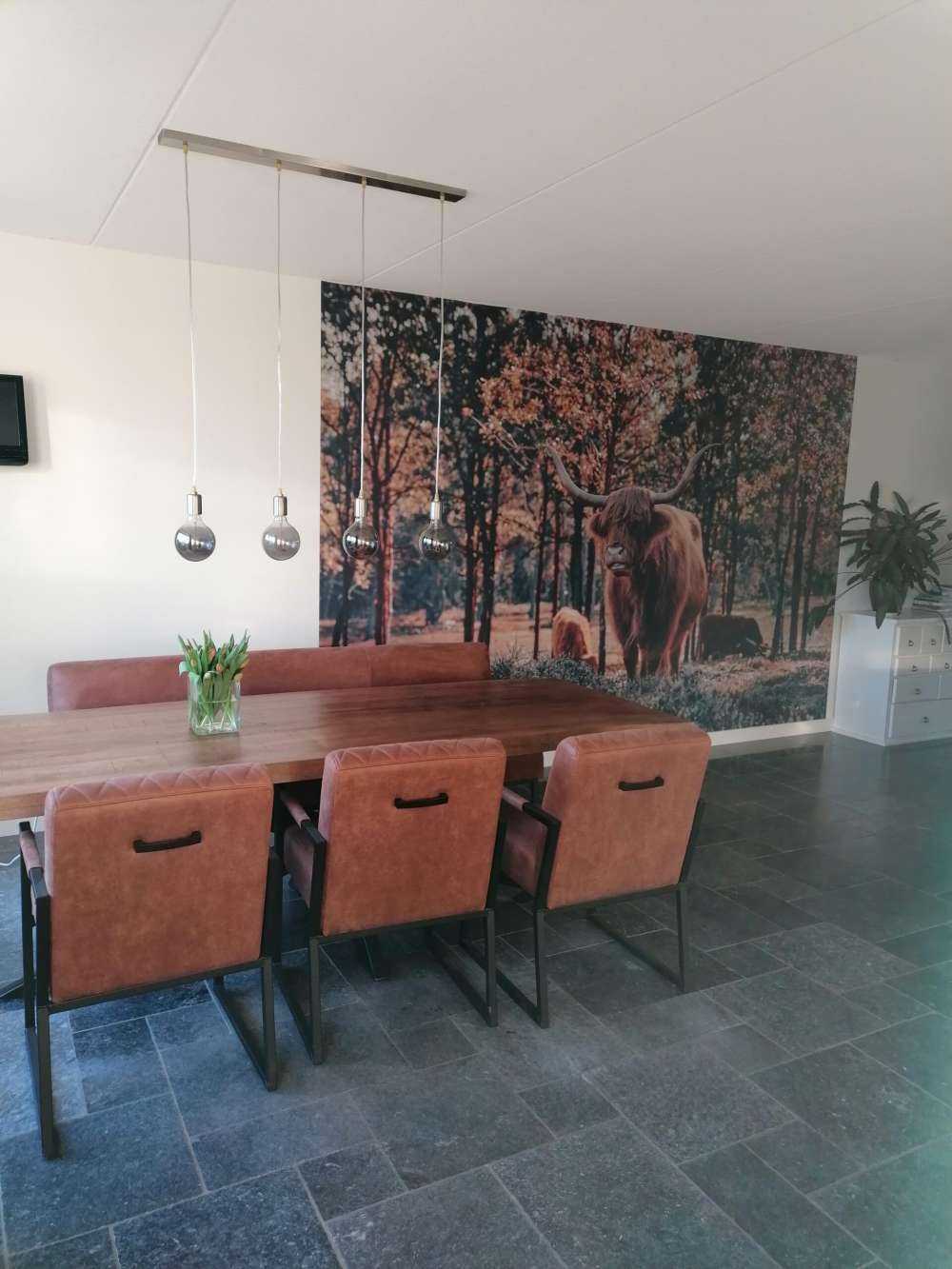 Skotsk høylander i utkanten av skogen