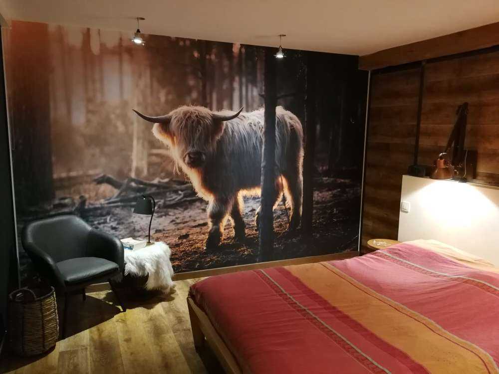 hvid Scottish højlander