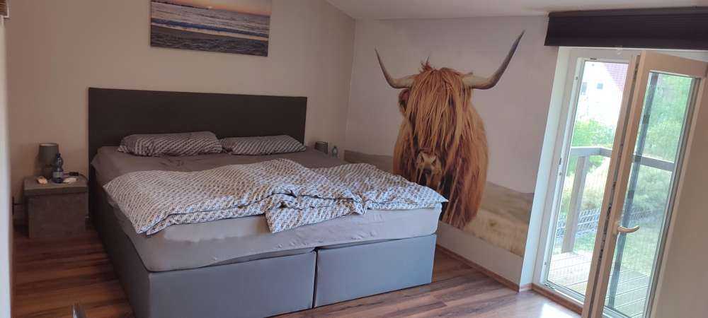 Närbild av en skotsk hoglandare