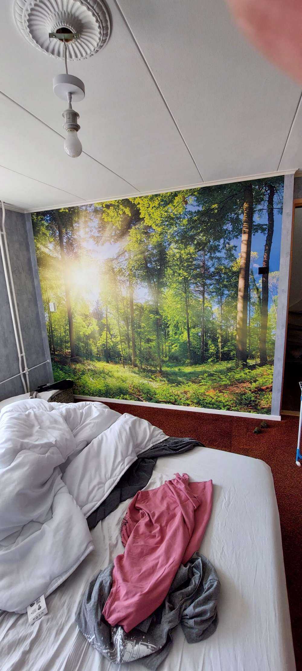 Skov med solstråler