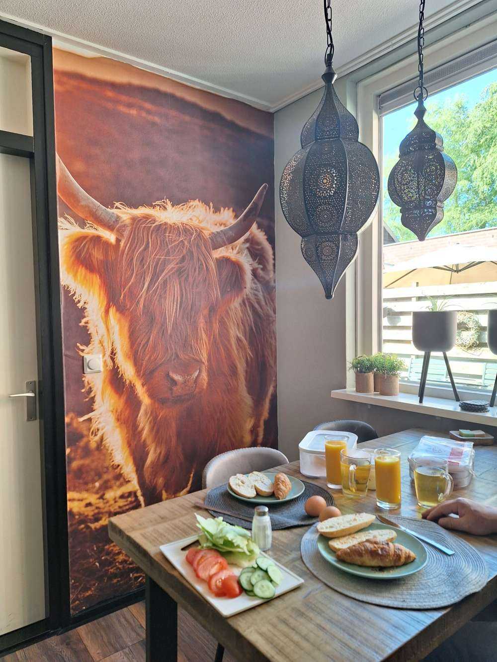 Scottish højlander i solen
