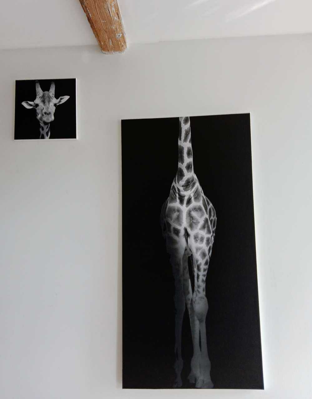 Giraff svartvitt