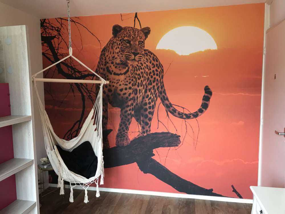 Leopard med solnedgång