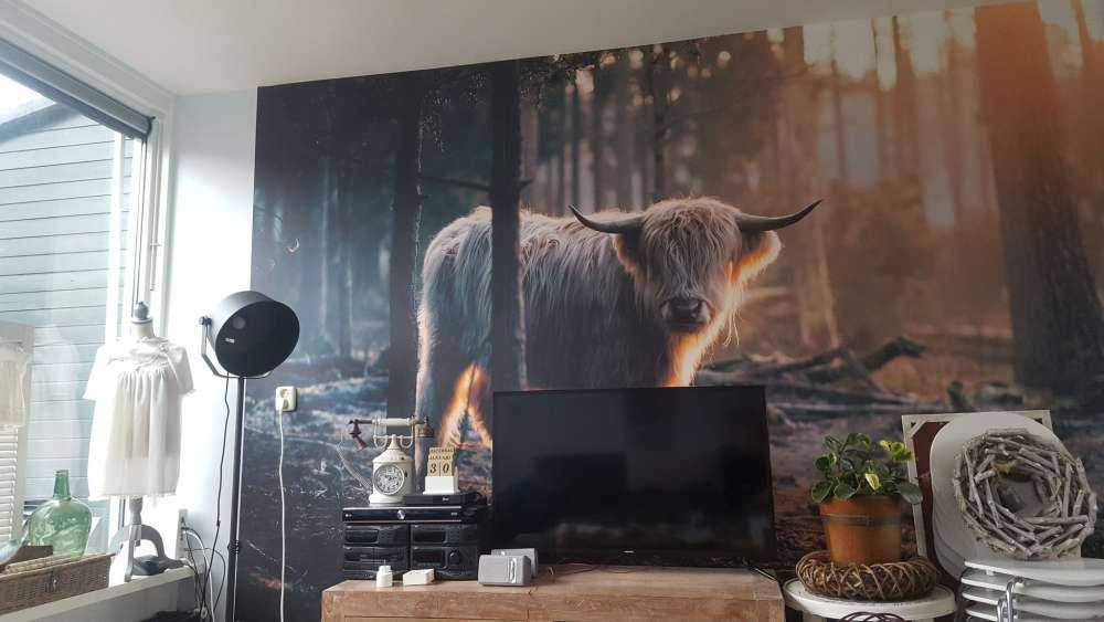 hvite skotske høylandet