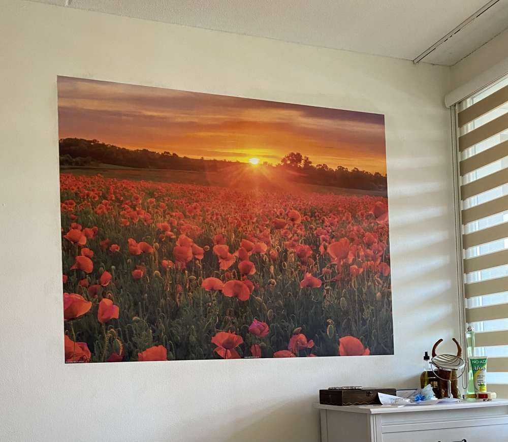 Blomstrende valmuemarked