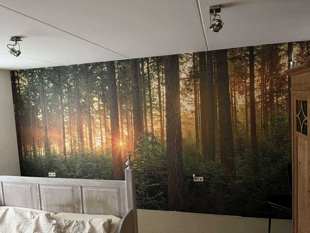 Solstråler i en barskog