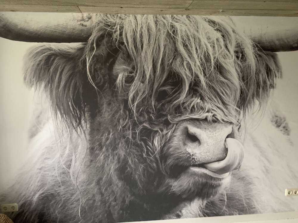 Morsomme skotske høyland