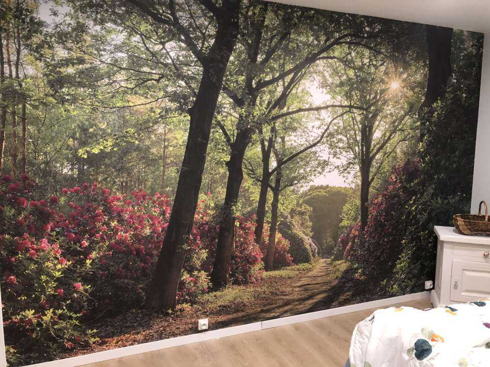 Solopgang ved sti med rododendroner