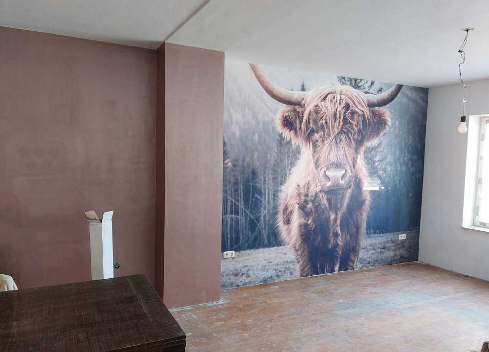 Scottish højlander ved skoven