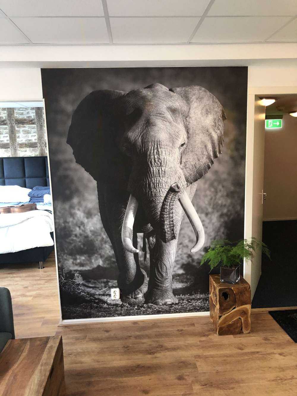 afrikansk elefant