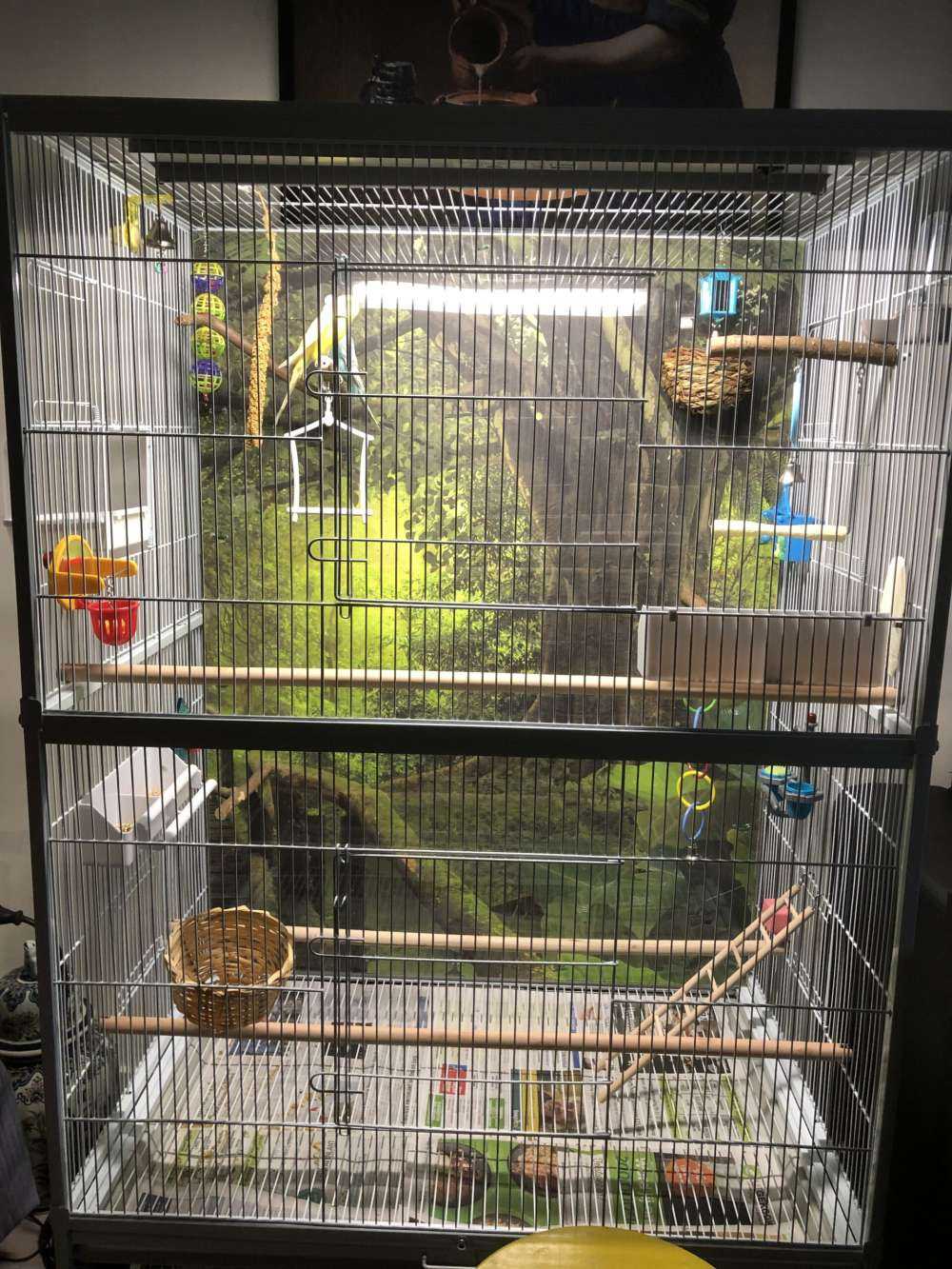 Träbro till och med en grön djungel