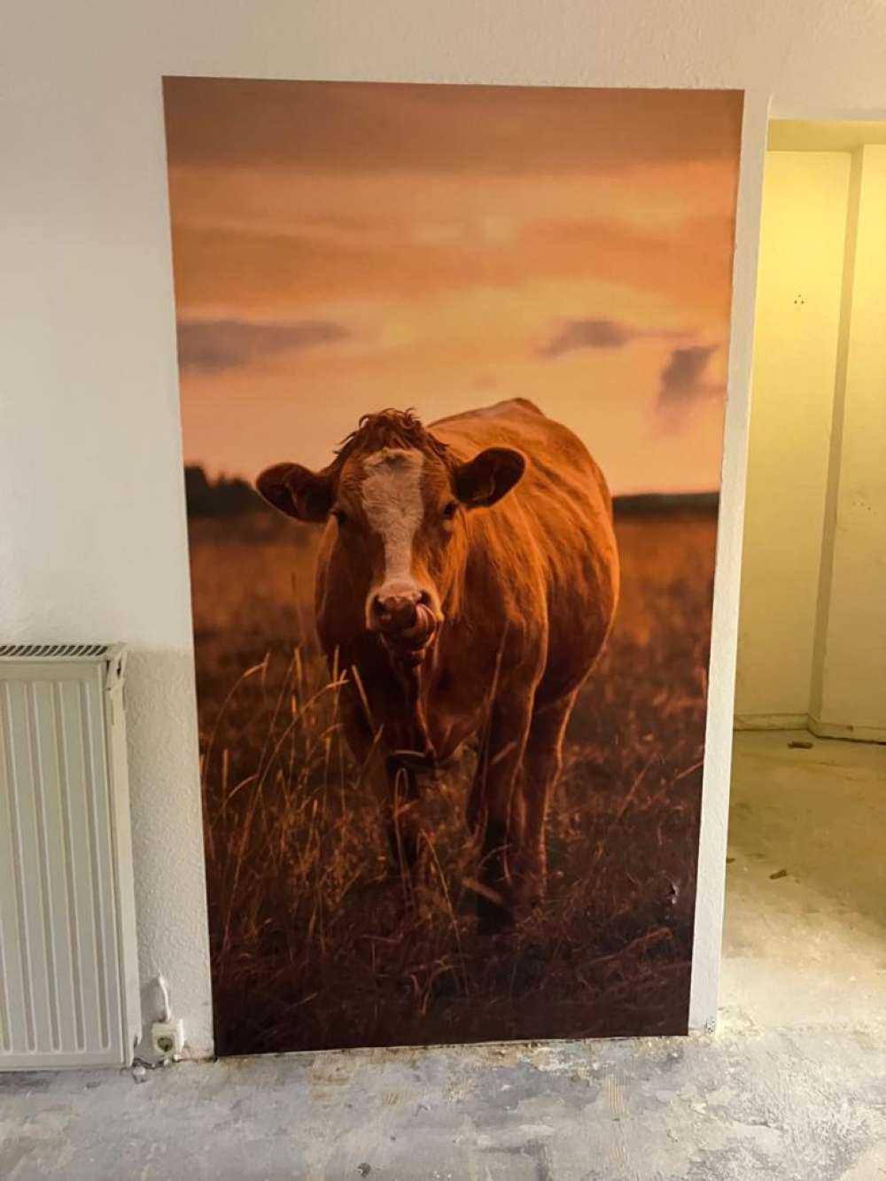 Ko med tungen i næsen