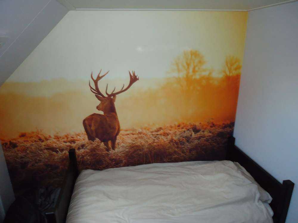 Hert bij zonsopkomst