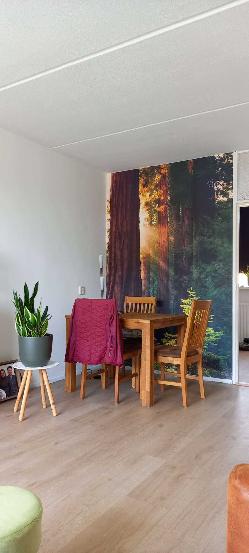 Solljus mellan mahognyträden