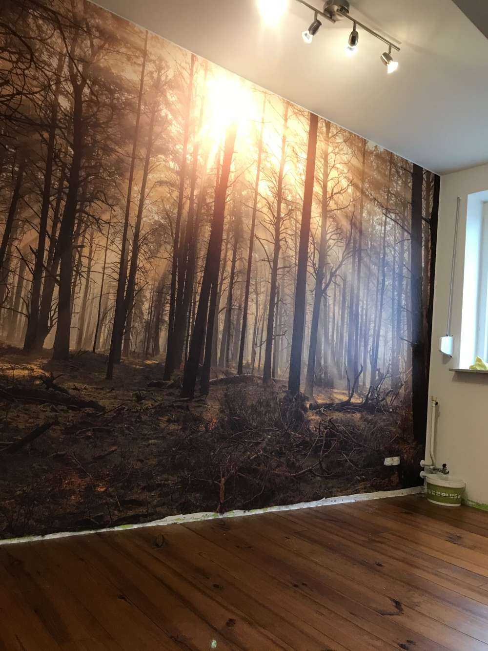 Skog med høye trær