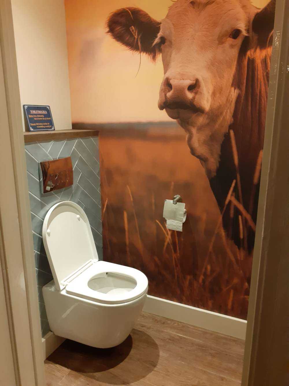 Kyr i kveldssolen